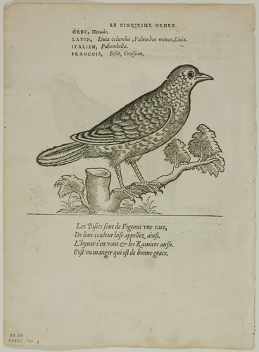 Leaf from Portraits d'Oyseaux, plate 70 from Woodcuts from Books of the XVI Century by Unknown Artist, print, 1557