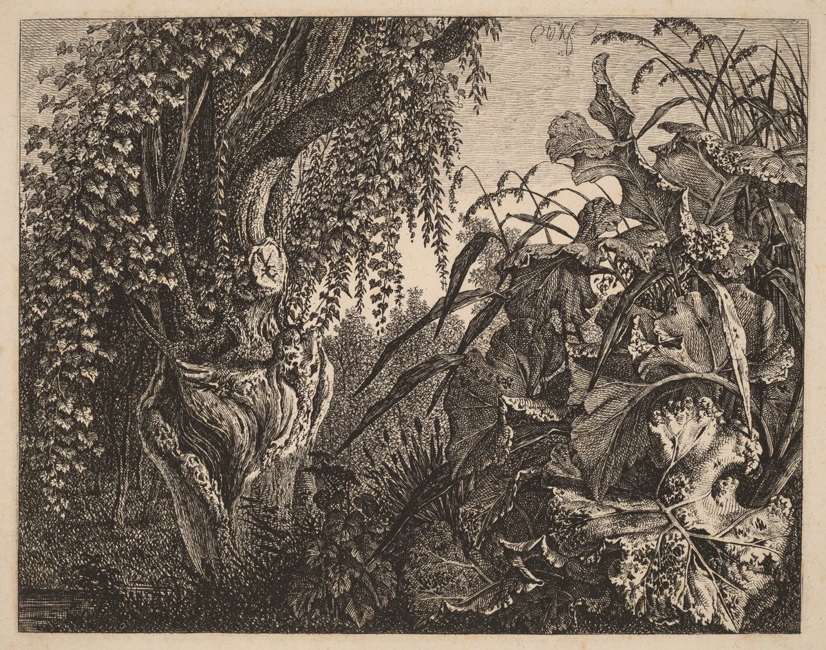 A Thicket; a Gnarled Willow Tree at Left, a Thicket of Vegetation at Right by Carl Wilhelm Kolbe, print, 1820-1835