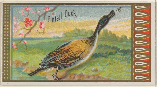 Pintail Duck, from the Game Birds series (N13) for Allen & Ginter Cigarettes Brands by Allen & Ginter, print, 1889