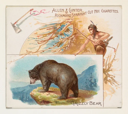 Grizzly Bear, from Quadrupeds series (N41) for Allen & Ginter Cigarettes by Allen & Ginter, print, 1890