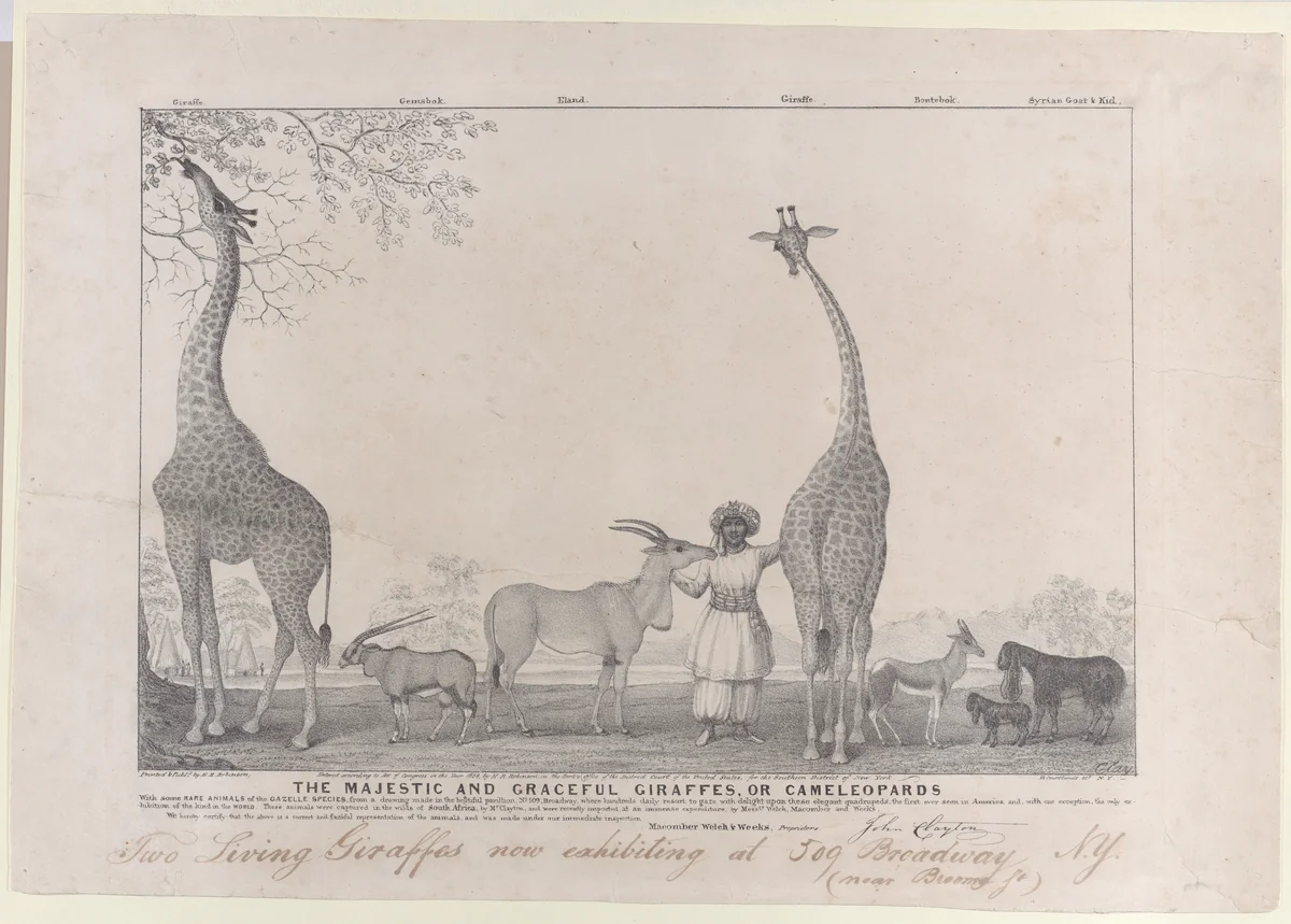 The Majestic and Graceful Giraffes, or Cameleopards, with some Rare Animals of the Gazelle Species by Edward Williams Clay, print, 1838
