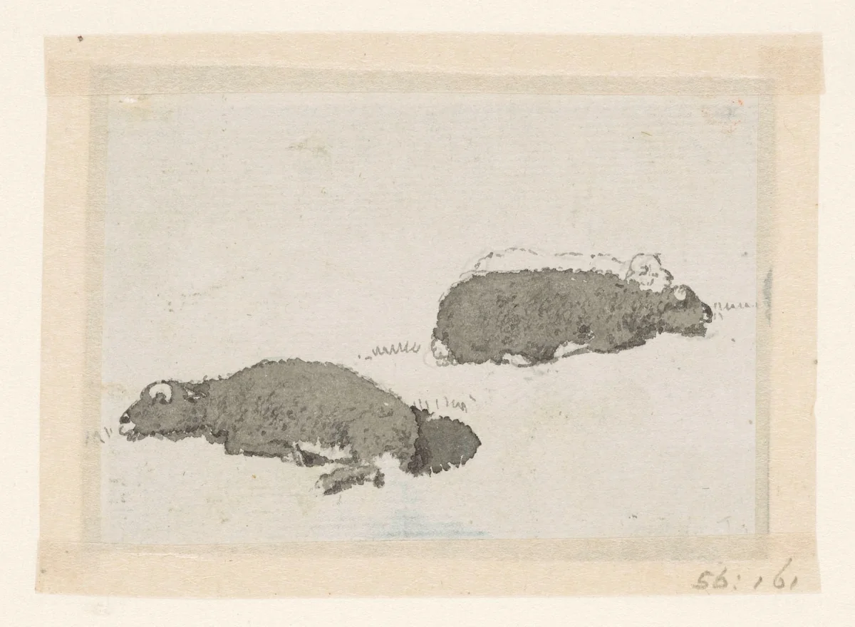 Twee schapen in tegenbelichting by David de Sandoz-Rollin, drawing, 1750-1809