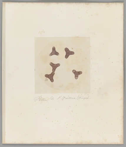 [Untitled] by Auguste-Adolphe Bertsch, photograph, 1853-1857