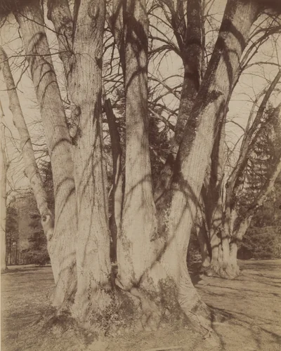 Untitled by Eugène Atget, photograph, 1910