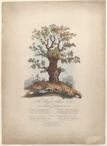 The Royal Allied Oak and Self-Created Mushroom Kings by William Heath, print, 1815