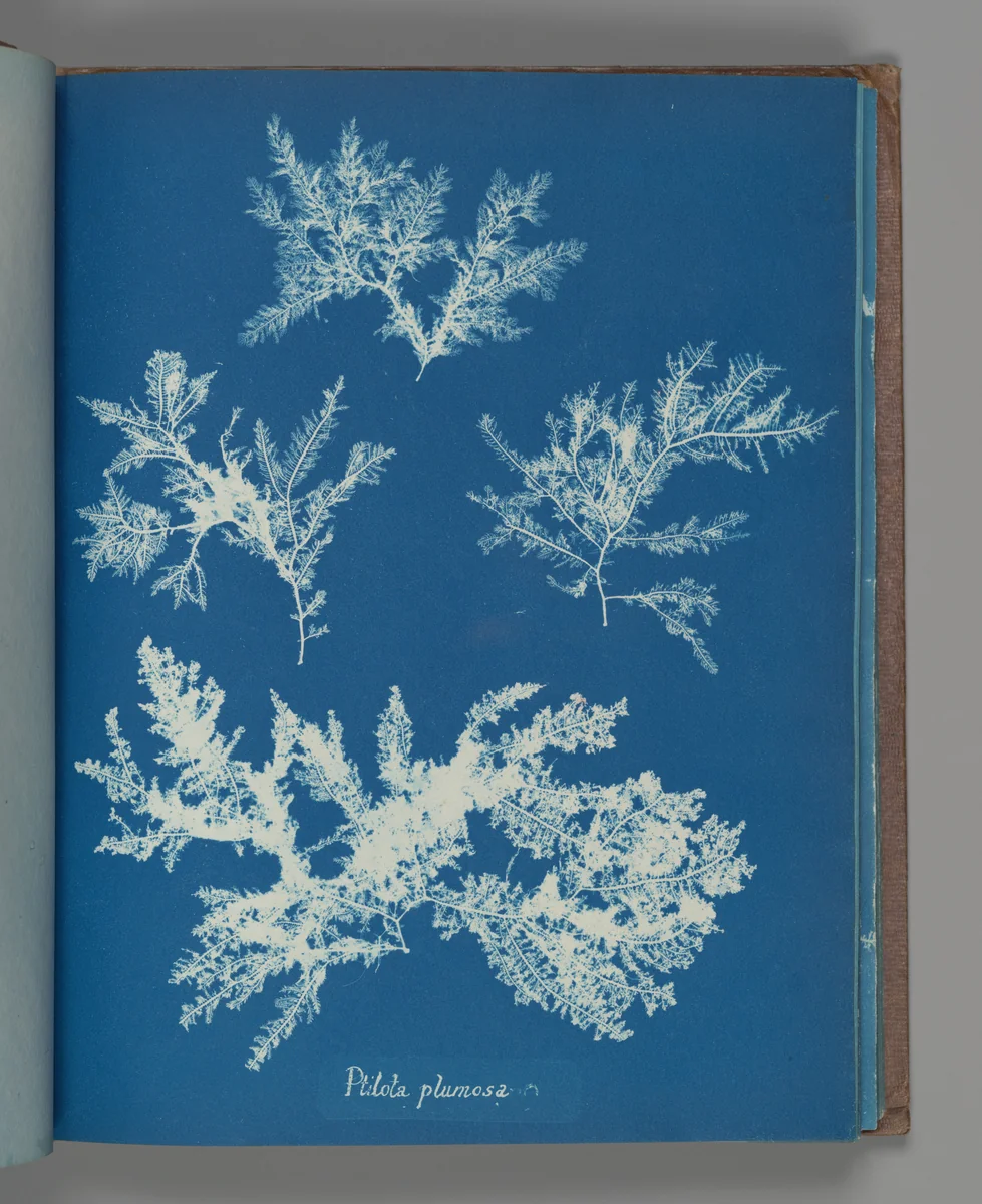 Ptilota plumosa by Anna Atkins, photograph, 1851-1855