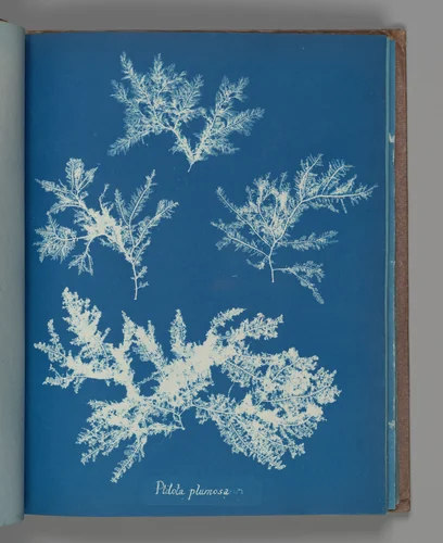 Ptilota plumosa by Anna Atkins, photograph, 1851-1855
