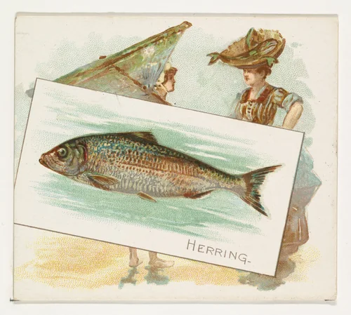 Herring, from Fish from American Waters series (N39) for Allen & Ginter Cigarettes by Allen & Ginter, print, 1889