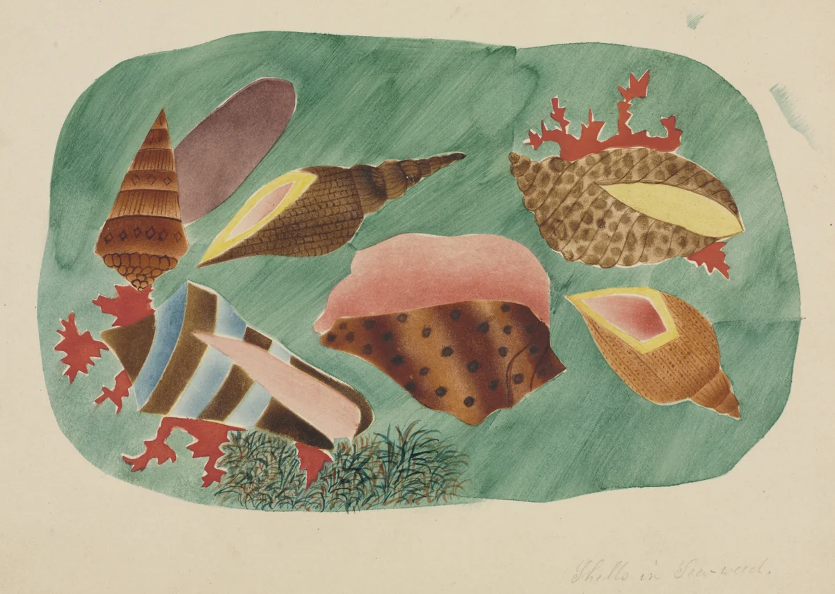 Shells in Seaweed by Mary Altha Nims, drawing, 1840-1899