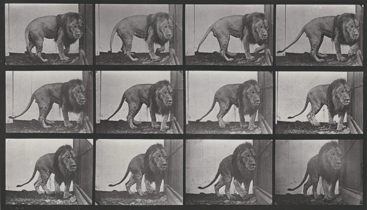 Plate Number 723. Lion walking and turning around by Eadweard Muybridge, photograph, 1887