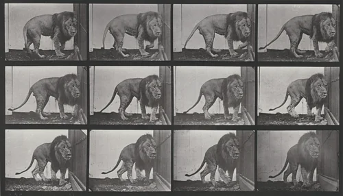 Plate Number 723. Lion walking and turning around by Eadweard Muybridge, photograph, 1887