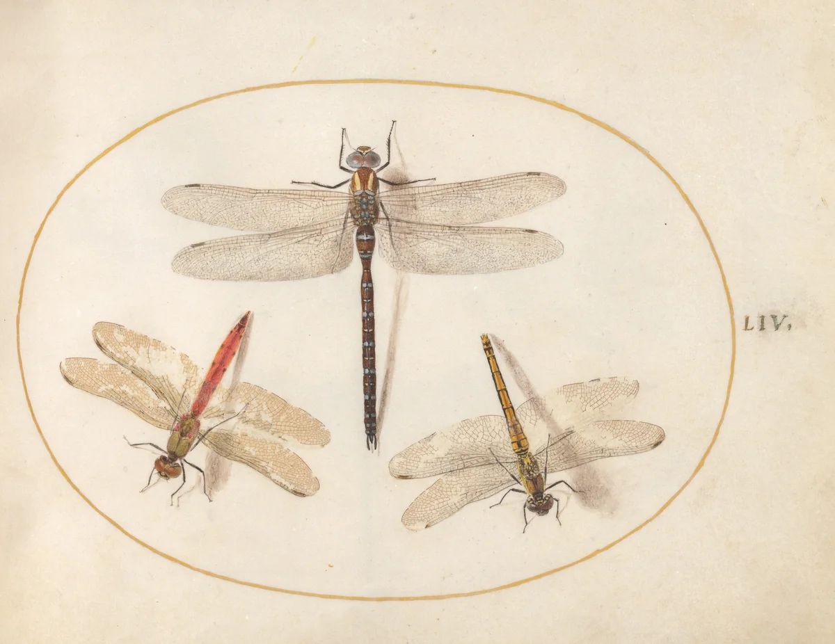 Plate 54: Hairy Dragonfly and Two Darters by Joris Hoefnagel, drawing, 1570-1599