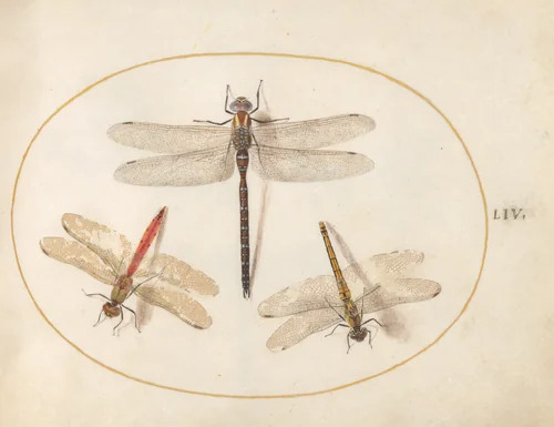 Plate 54: Hairy Dragonfly and Two Darters by Joris Hoefnagel, drawing, 1570-1599