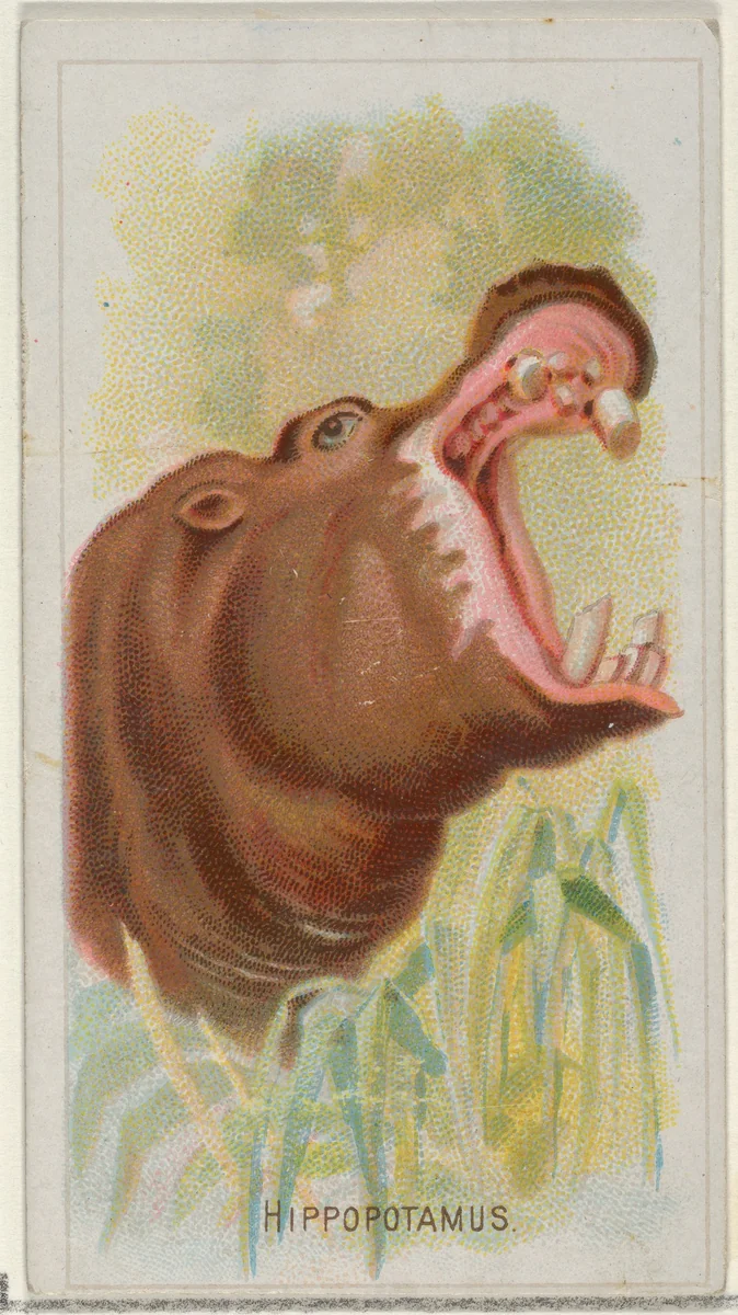 Hippopotamus, from the Wild Animals of the World series (N25) for Allen & Ginter Cigarettes by Allen & Ginter, print, 1888