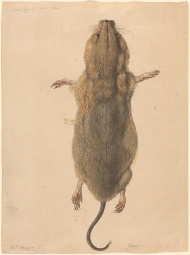 A Field Mouse, from Above by Johann Rudolph Schellenberg, drawing, 1740-1806