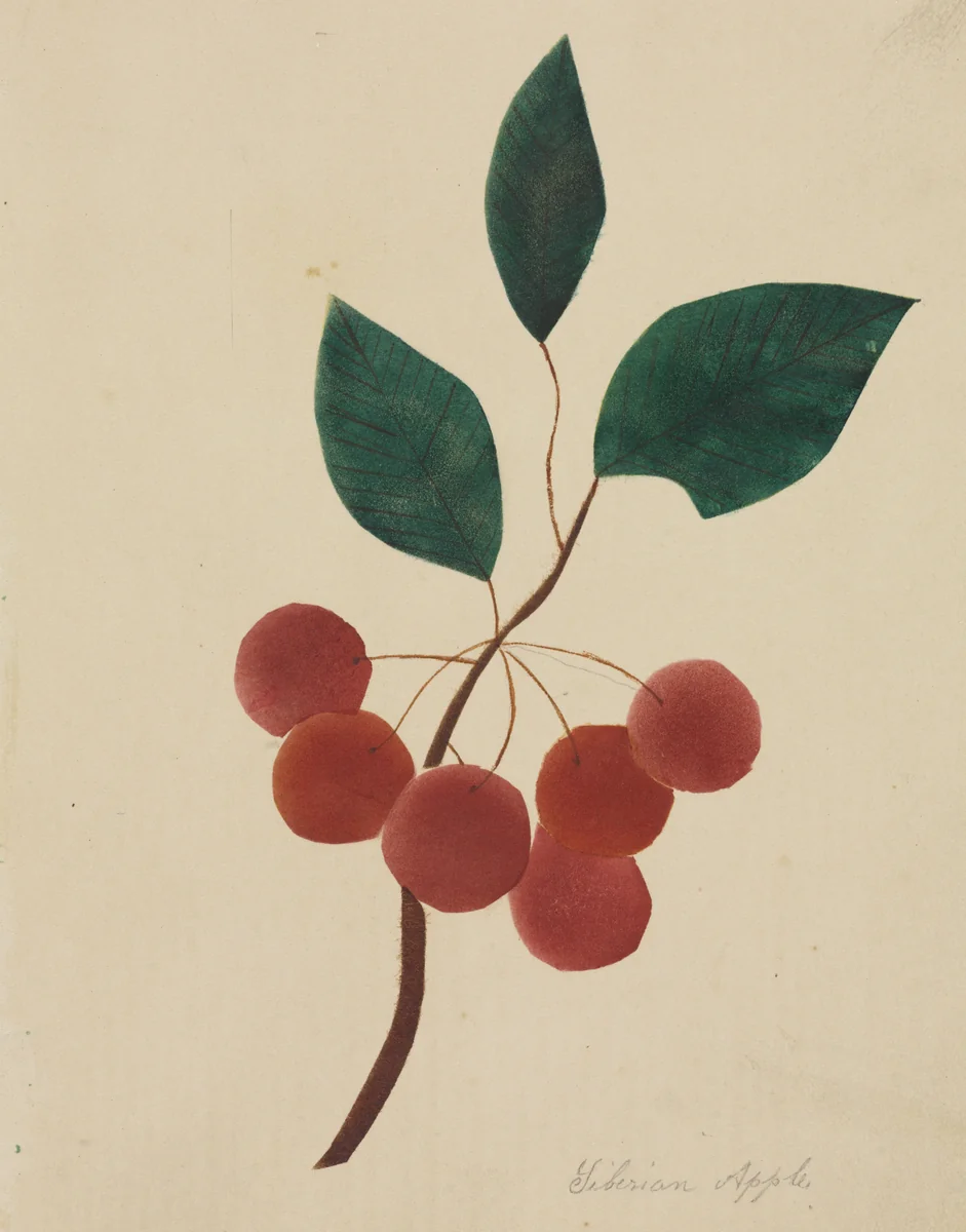 Siberian Apple by Mary Altha Nims, drawing, 1840-1899