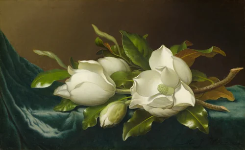 Magnolias on Light Blue Velvet Cloth by Martin Johnson Heade, painting, 1885-1895