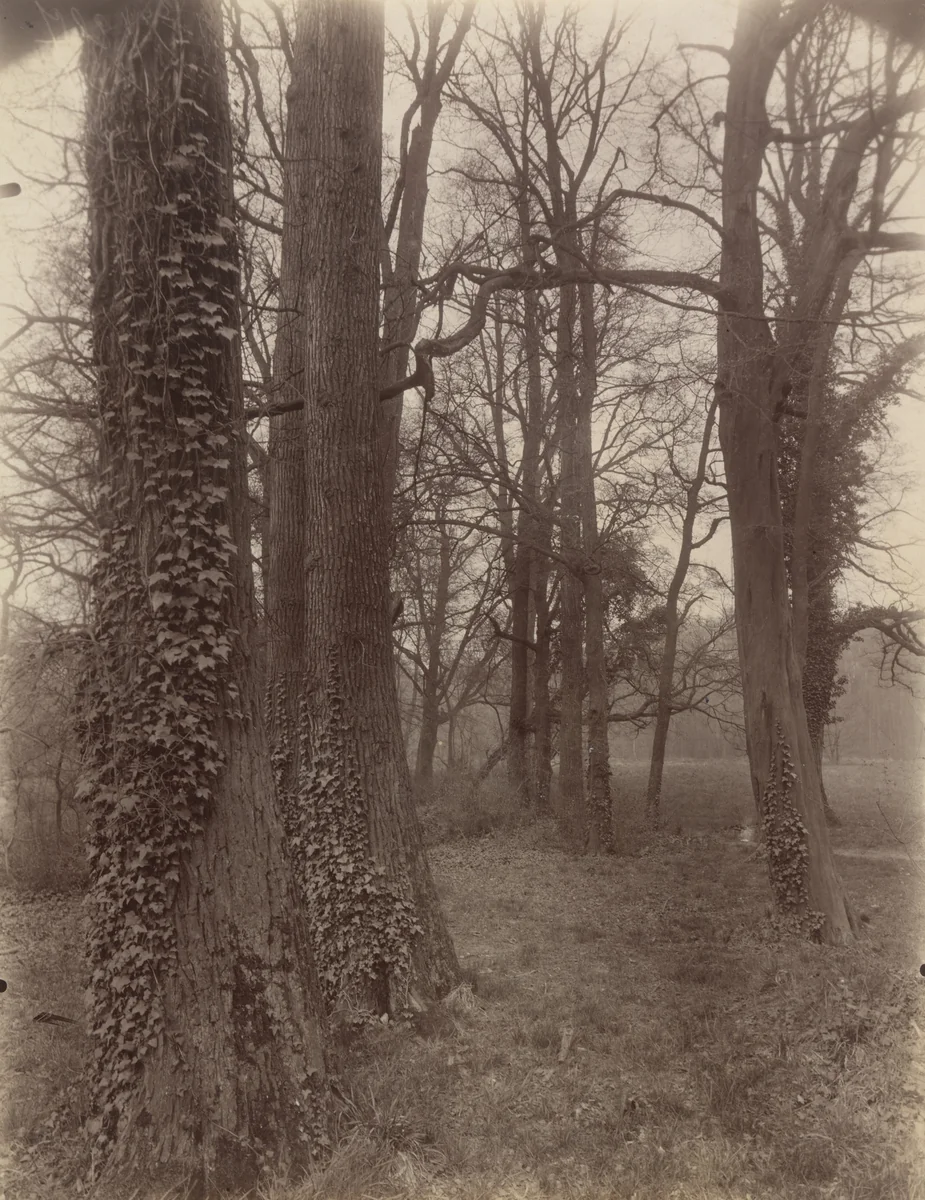 Saint-Cloud by Eugène Atget, photograph, 1926