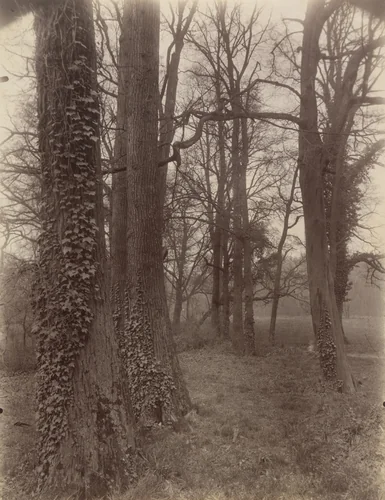 Saint-Cloud by Eugène Atget, photograph, 1926