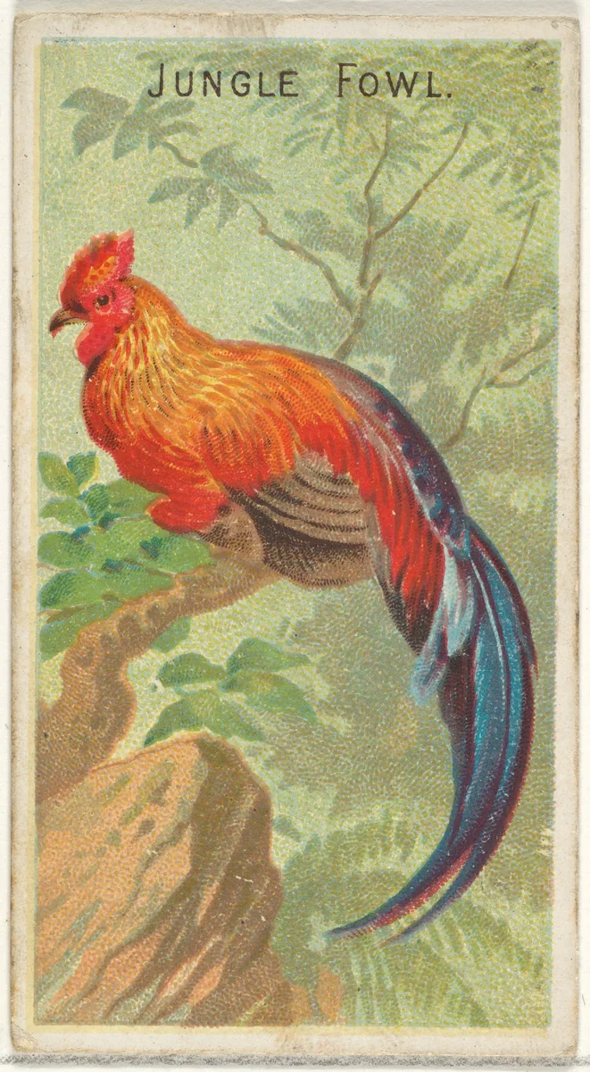 Jungle Fowl, from the Birds of the Tropics series (N5) for Allen & Ginter Cigarettes Brands by Allen & Ginter, print, 1889