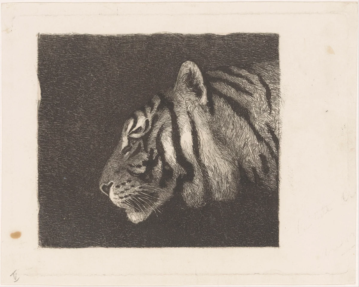 Tijgerkop by August Le Gras, print, 1874-1886