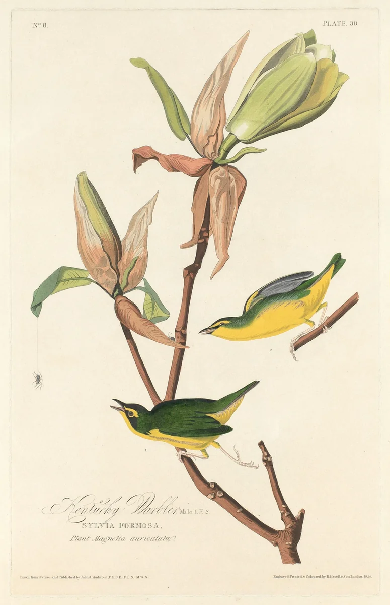 Kentucky Warbler by Robert Havell, Jr.; John James Audubon, print, 1828