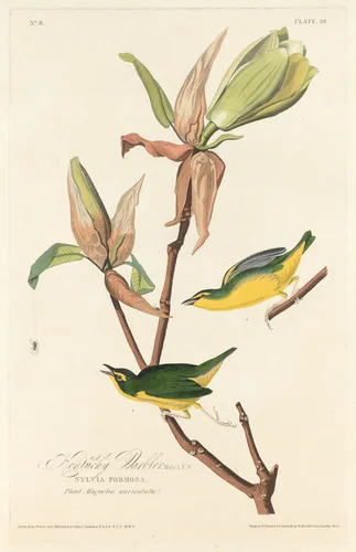 Kentucky Warbler by Robert Havell, Jr.; John James Audubon, print, 1828