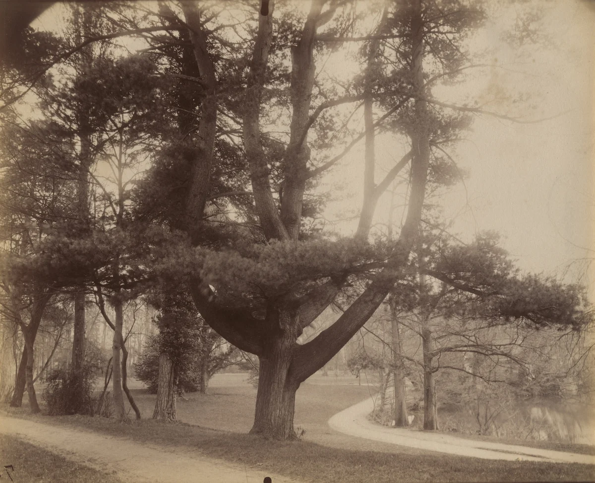Sapin (Trianon) by Eugène Atget, photograph, 1910