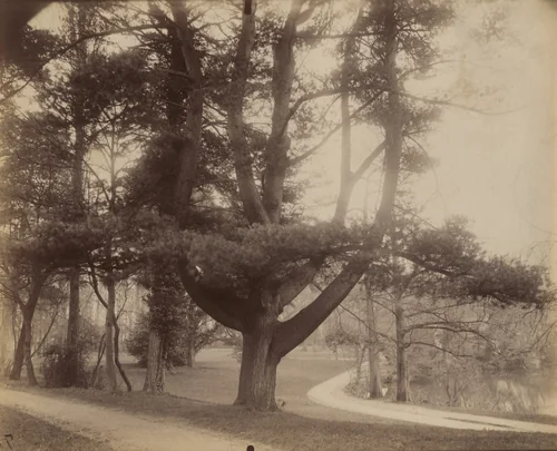 Sapin (Trianon) by Eugène Atget, photograph, 1910