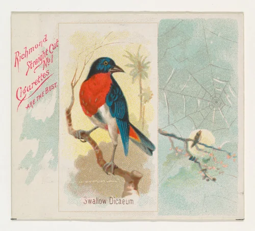 Swallow Dicaeum, from the Song Birds of the World series (N42) for Allen & Ginter Cigarettes by Allen & Ginter, print, 1890
