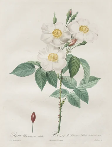 Les Roses: Rosa Damascena, subalba by Henry Joseph Redouté, print, 1817-1824