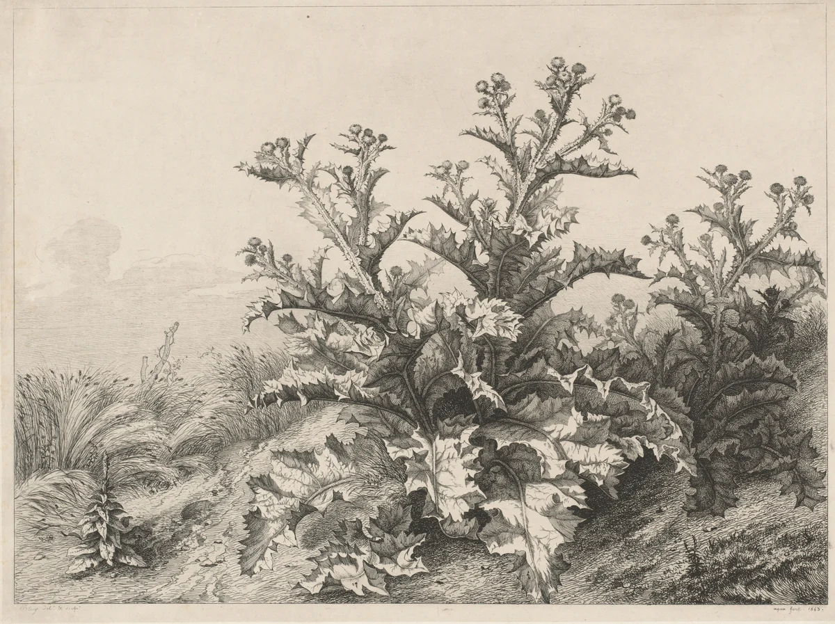 The Great Thistle (Le Grand Chardon) by Eugène Bléry, print, 1843