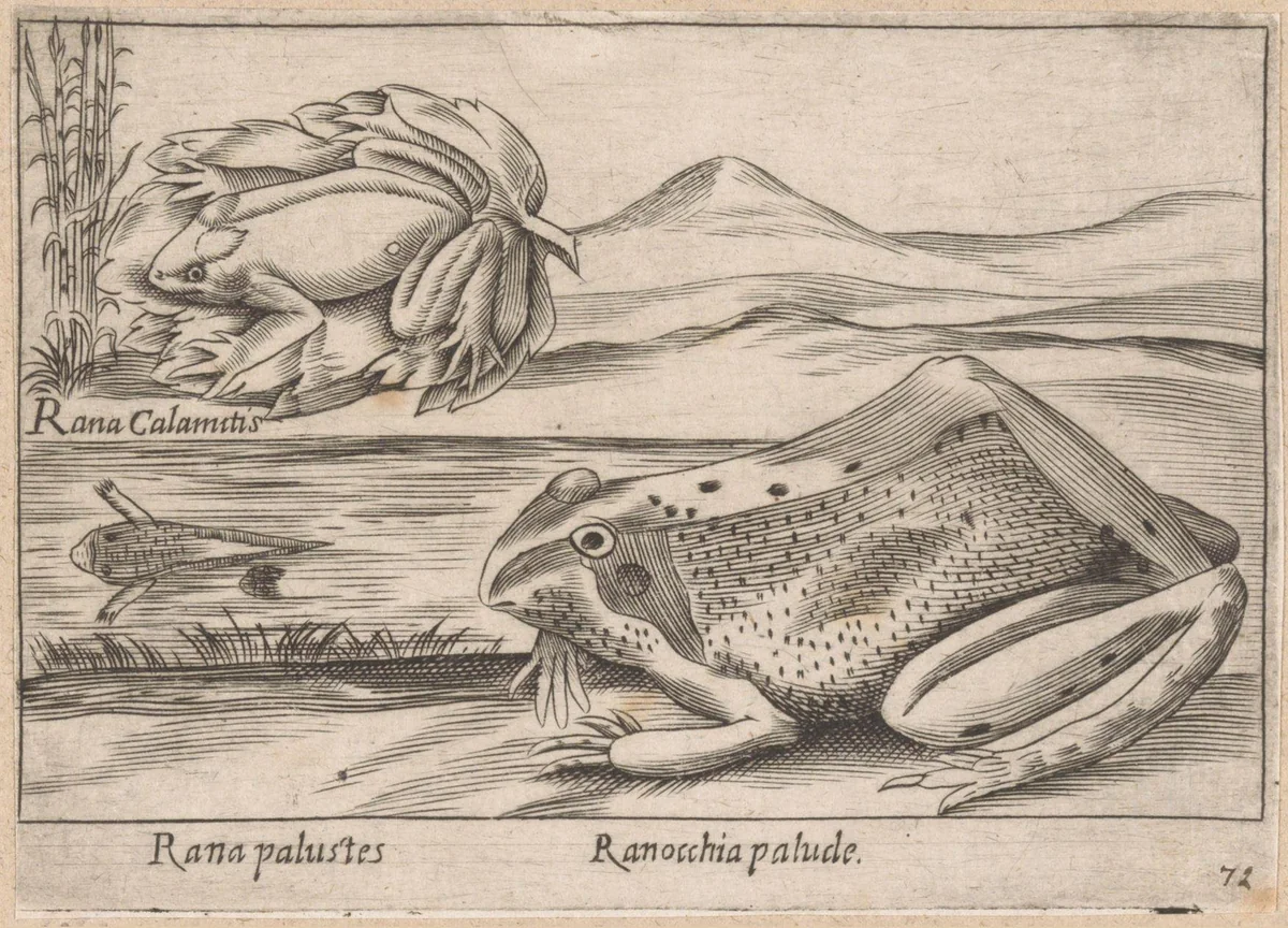 Moeraskikkers by Antonio Tempesta, print, 1565-1630