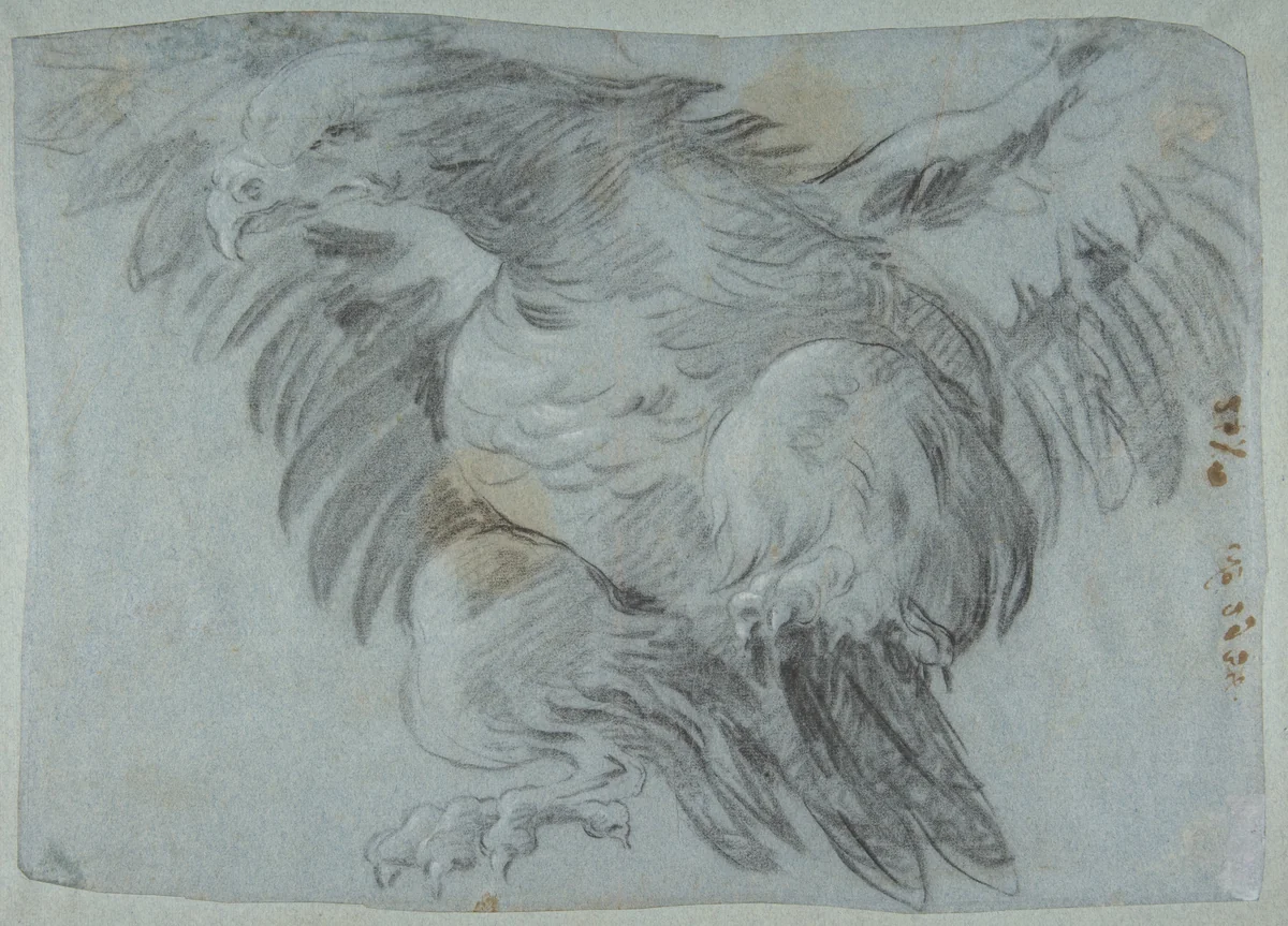 An Eagle with Wings Spread by Giovanni Battista Tiepolo, drawing, 1696-1770