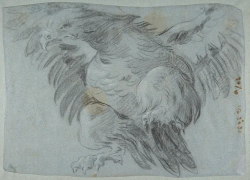 An Eagle with Wings Spread by Giovanni Battista Tiepolo, drawing, 1696-1770