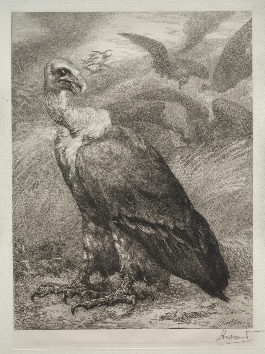 The Vulture by Félix Bracquemond, print, 1904