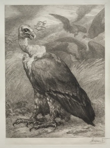 The Vulture by Félix Bracquemond, print, 1904