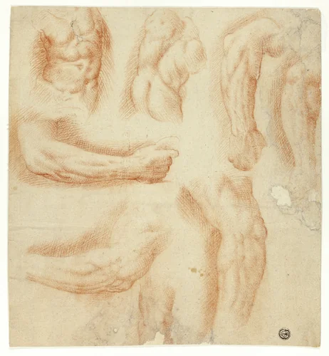 Sketches of Arms, Male Torso, and Back by Italian Late 16th Century, drawing, 1580-1599