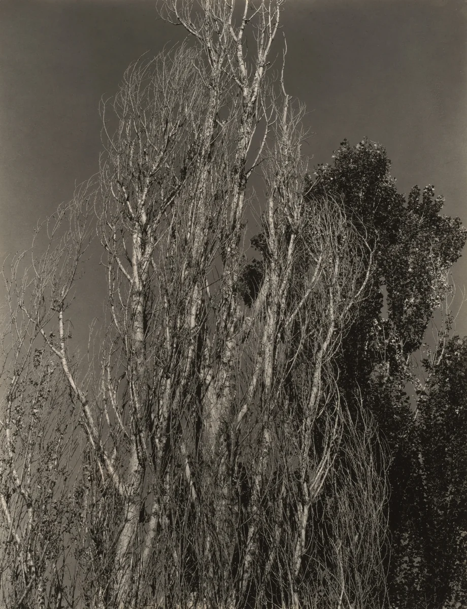 Poplars—Lake George by Alfred Stieglitz, photograph, 1932