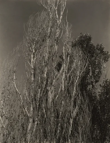 Poplars—Lake George by Alfred Stieglitz, photograph, 1932