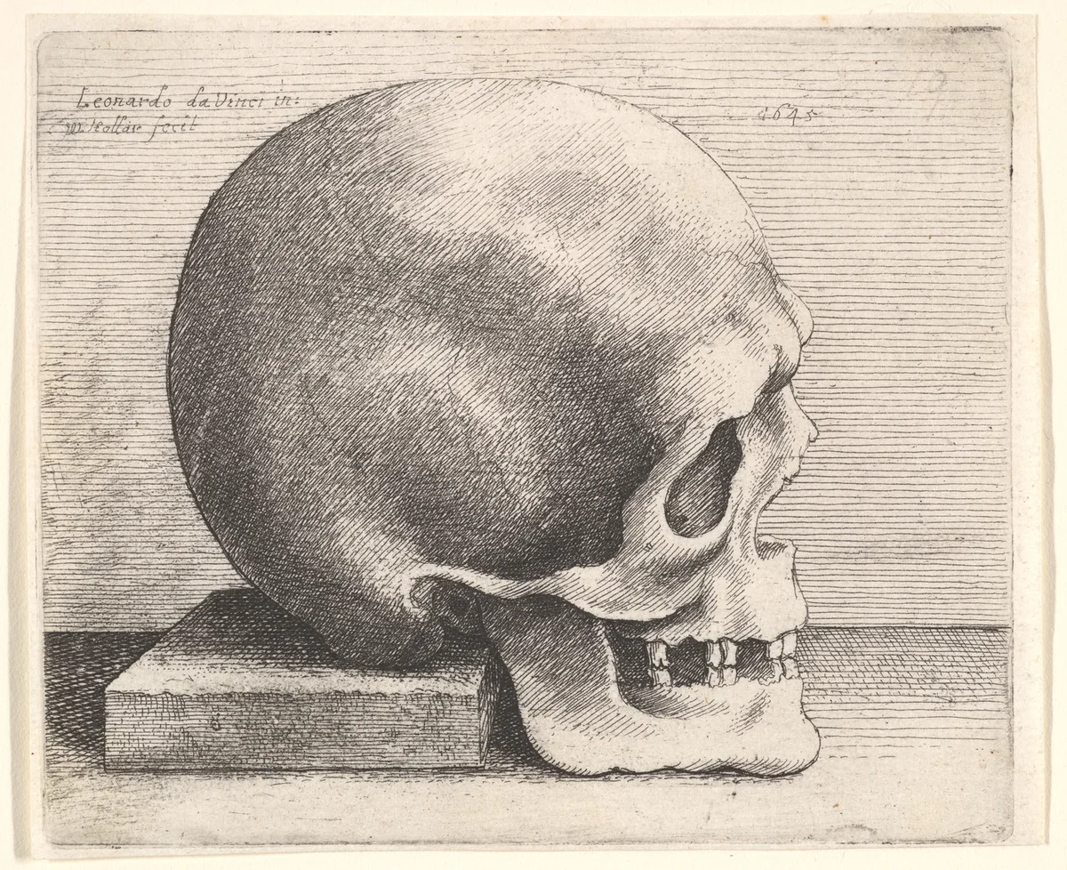Skull in profile to right by Wenceslaus Hollar, print, 1645