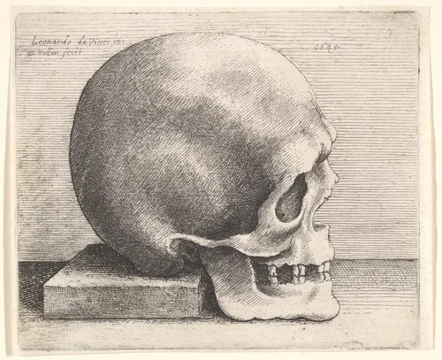 Skull in profile to right by Wenceslaus Hollar, print, 1645