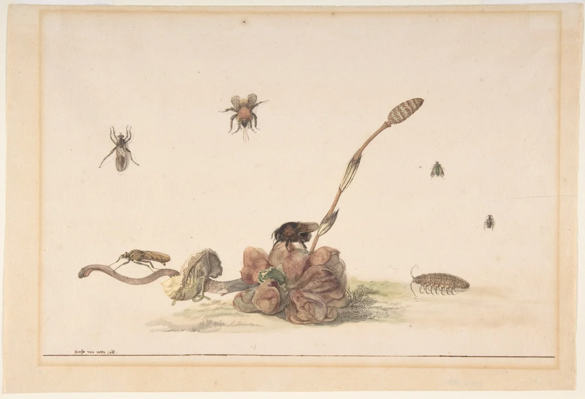 Various Insects by a Fungus by Rochus van Veen, drawing, 1681