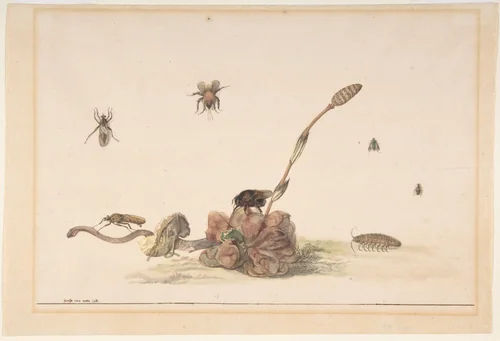Various Insects by a Fungus by Rochus van Veen, drawing, 1681
