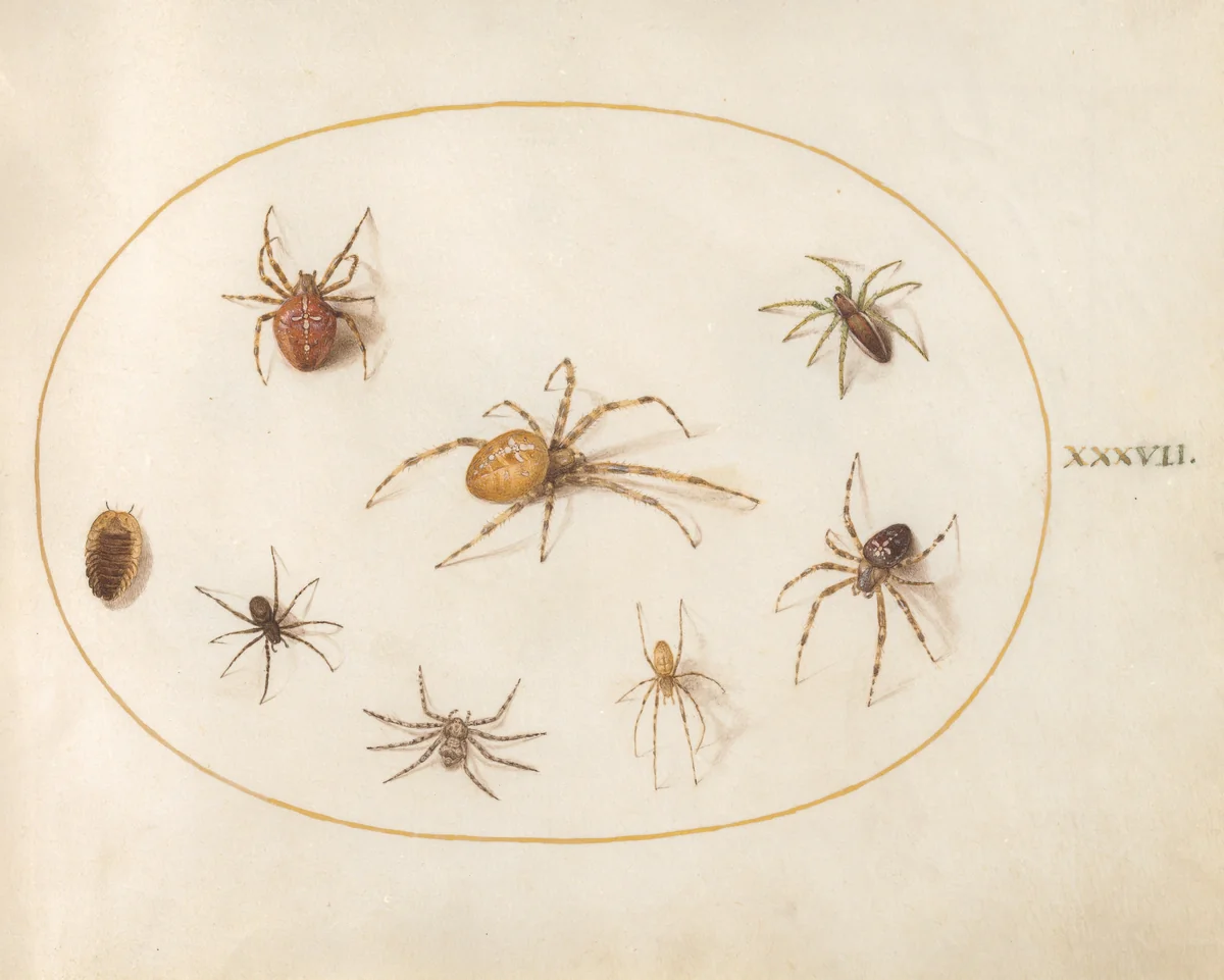 Plate 37: Seven Spiders and an Insect by Joris Hoefnagel, drawing, 1570-1599