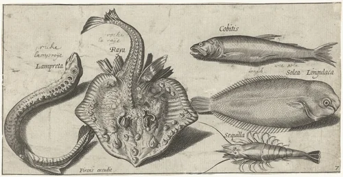Rog, zeeprik, garnaal en twee andere vissen by Pierre Firens, print, 1600-1638