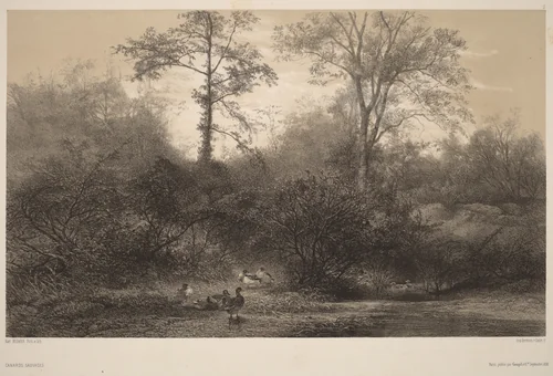 Canards Sauvages by Karl Bodmer, print, 1809-1893