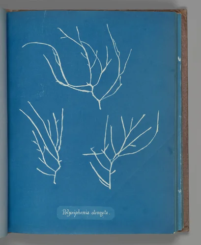 Polysiphonia elongata by Anna Atkins, photograph, 1851-1855