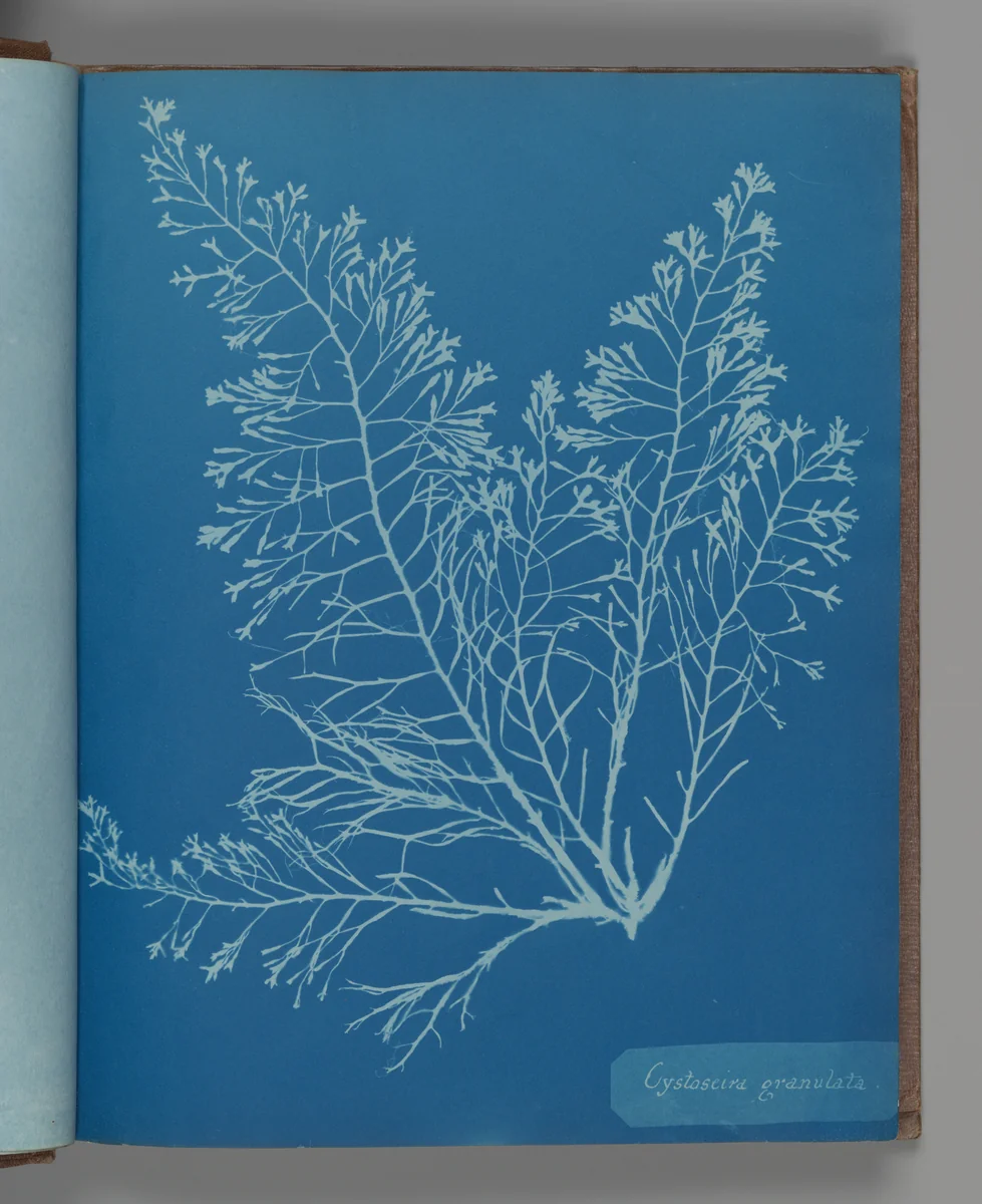 Cystoseira granulata by Anna Atkins, photograph, 1851-1855