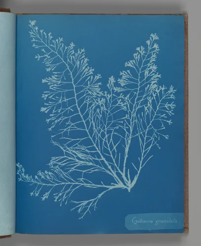 Cystoseira granulata by Anna Atkins, photograph, 1851-1855